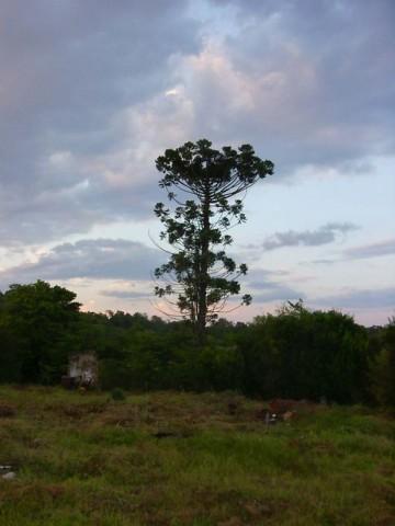 aucaria de Opaybo.jpg